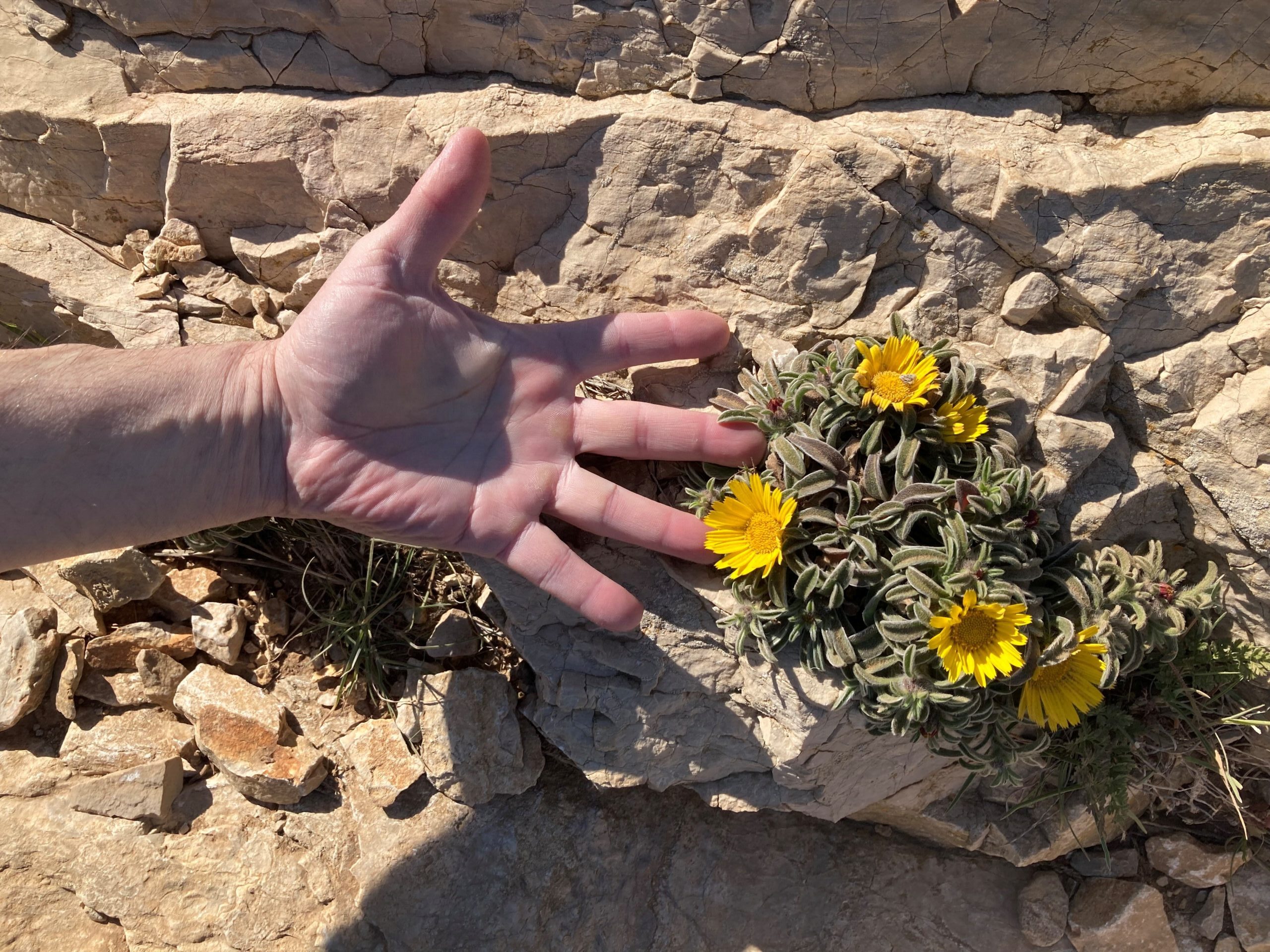 Main ouverte près de fleurs jaunes poussant entre les rochers, illustrant la fragilité et la résilience de la nature.